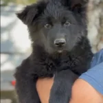 Zephyr Royal Tribes K9 ( Male) Full Black Long Coat German Shepherd Puppy coat detail photo 03 by Royal Tribes K9