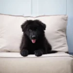 Midnight ( Female) Full Black Long Coat German Shepherd Puppy profile photo 01 by Royal Tribes K9