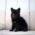 Nox Royal Tribes K9 ( Male) Full Black Long Coat German Shepherd Puppy standing portrait 04 by Royal Tribes K9