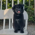Zorya Royal Tribes K9 ( Female) Full Black Long Coat German Shepherd Puppy gallery image 02 by Royal Tribes K9