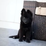 Nera Royal Tribes K9 ( Female) Full Black Long Coat German Shepherd Puppy gallery image 02 by Royal Tribes K9