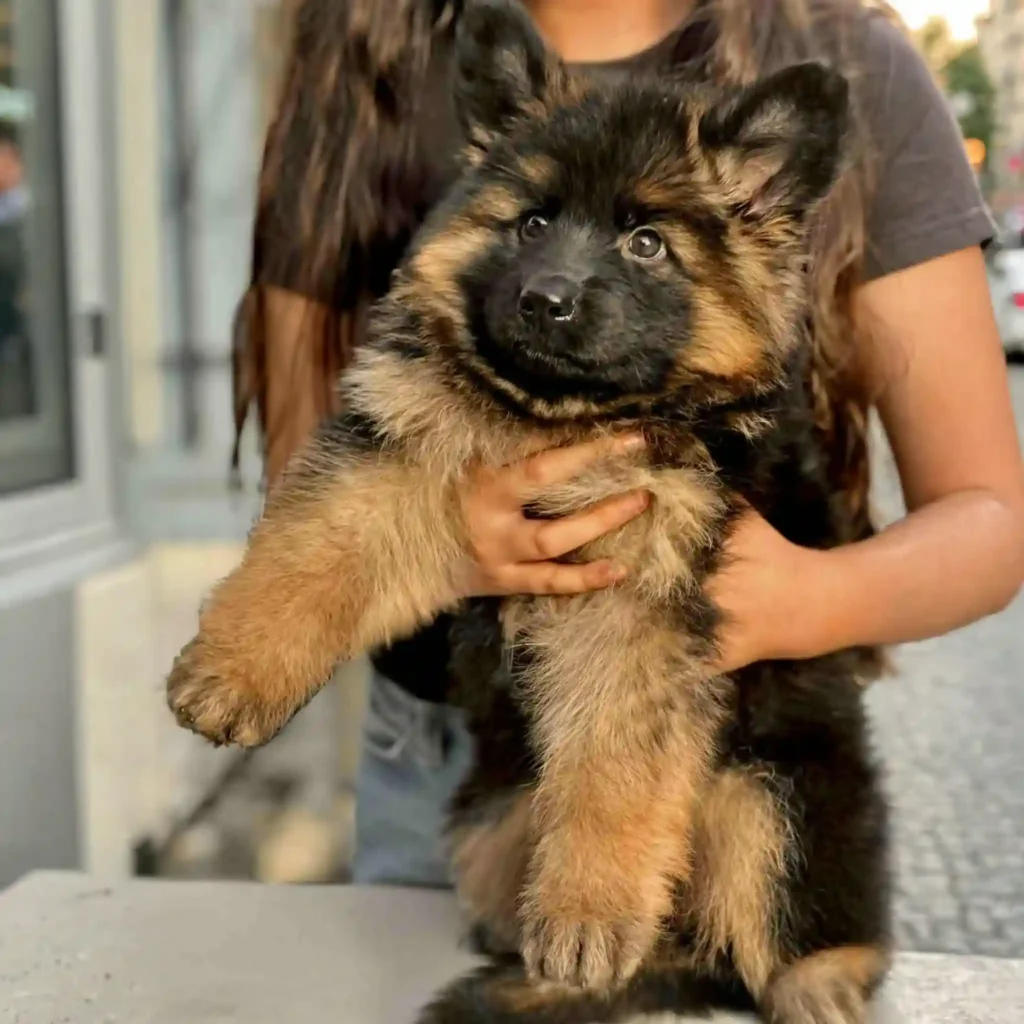 Black And Gold Long Hair German Shepherd Puppy In German Shepherd puppy image by Royal Tribes K9 1062 in Valley Village