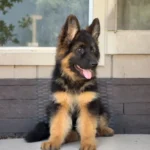 XAR (imported) ( Male ) Black and Red Long Coat German Shepherd Puppy gallery image 02 by Royal Tribes K9