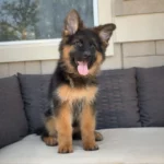 Jolira RTK9 Team ( Female ) Black and Red Long Coat German Shepherd Puppy gallery image 02 by Royal Tribes K9