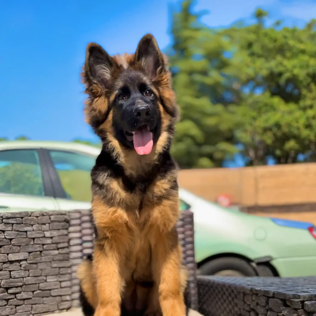 Giselle RTK9 Team ( Female ) Full Black And Red Long Coat German Shepherd Puppy profile photo 01 by Royal Tribes K9