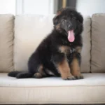 Sinai Black and Tan Long Coat German Shepherd Puppy coat detail photo 03 by Royal Tribes K9