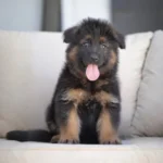 Damiet Black and Tan Long Coat German Shepherd Puppy coat detail photo 03 by Royal Tribes K9