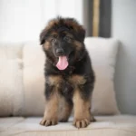Luxor Black and Tan Long Coat German Shepherd Puppy coat detail photo 03 by Royal Tribes K9