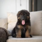 Aswan Black and Tan Long Coat German Shepherd Puppy puppy profile image 05 by Royal Tribes K9