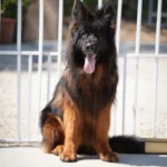 Shapo German Shepherd sire gallery image 02 for Royal Tribes K9 pedigree content