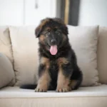 Luxor Black and Tan Long Coat German Shepherd Puppy standing portrait 04 by Royal Tribes K9