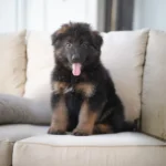 Sinai Black and Tan Long Coat German Shepherd Puppy standing portrait 04 by Royal Tribes K9