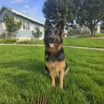 KAYLA German Shepherd dam gallery image 02 for Royal Tribes K9 pedigree content