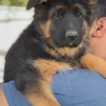 Zinnia Royal Tribes K9 ( Female) Black and Tan Long Coat German Shepherd Puppy standing portrait 04 by Royal Tribes K9