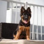 Zinnia Royal Tribes K9 ( Female) Black and Tan Long Coat German Shepherd Puppy puppy profile image 05 by Royal Tribes K9