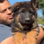 Zinnia Royal Tribes K9 ( Female) Black and Tan Long Coat German Shepherd Puppy clean website photo 06 by Royal Tribes K9