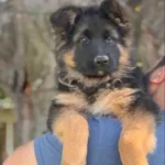 Zuko Royal Tribes K9 ( Male) Black and Tan Long Coat German Shepherd Puppy coat detail photo 03 by Royal Tribes K9