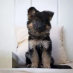 Nyx Royal Tribes K9 ( Female) Black and Red Long Coat German Shepherd Puppy coat detail photo 03 by Royal Tribes K9
