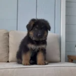 Trueno Black and Red Long Coat German Shepherd Puppy gallery image 02 by Royal Tribes K9