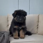 Titan Black and Red Long Coat German Shepherd Puppy gallery image 02 by Royal Tribes K9