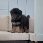Tiber Black and Red Long Coat German Shepherd Puppy gallery image 02 by Royal Tribes K9
