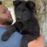 Zephyr Royal Tribes K9 ( Male) Full Black Long Coat German Shepherd Puppy standing portrait 04 by Royal Tribes K9