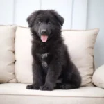 Midnight ( Female) Full Black Long Coat German Shepherd Puppy gallery image 02 by Royal Tribes K9
