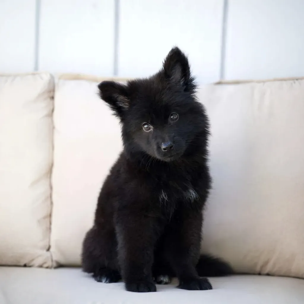 Nox Royal Tribes K9 ( Male)