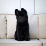 Nera Royal Tribes K9 ( Female) Full Black Long Coat German Shepherd Puppy coat detail photo 03 by Royal Tribes K9