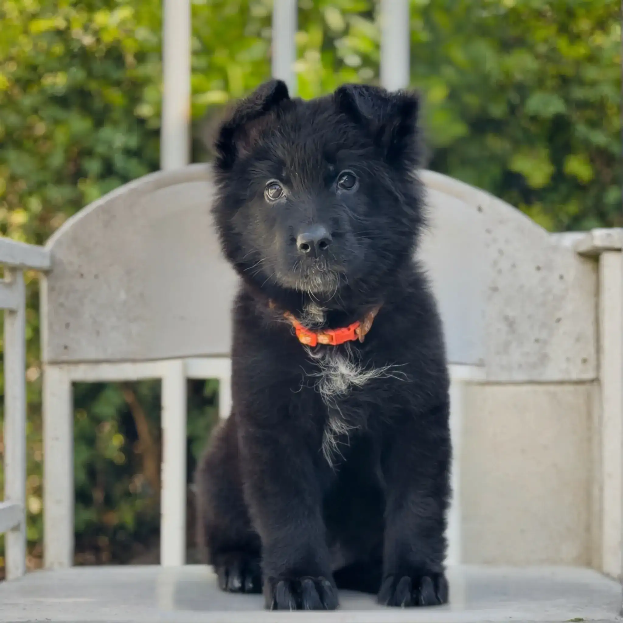 Zelda Royal Tribes K9 ( Female)