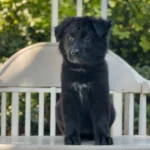Zorya Royal Tribes K9 ( Female) Full Black Long Coat German Shepherd Puppy profile photo 01 by Royal Tribes K9