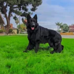 KRONOS German Shepherd sire gallery image 02 for Royal Tribes K9 pedigree content