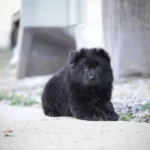Eclipse Royal Tribes K9 ( Male) Full Black Long Coat German Shepherd Puppy coat detail photo 03 by Royal Tribes K9