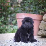 Enzo Royal Tribes K9 ( Male) Full Black Long Coat German Shepherd Puppy gallery image 02 by Royal Tribes K9