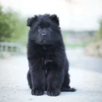 Eclipse Royal Tribes K9 ( Male) Full Black Long Coat German Shepherd Puppy profile photo 01 by Royal Tribes K9