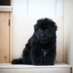 Enzo Royal Tribes K9 ( Male) Full Black Long Coat German Shepherd Puppy coat detail photo 03 by Royal Tribes K9