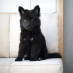 Nox Royal Tribes K9 ( Male) Full Black Long Coat German Shepherd Puppy gallery image 02 by Royal Tribes K9