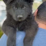 Zephyr Royal Tribes K9 ( Male) Full Black Long Coat German Shepherd Puppy profile photo 01 by Royal Tribes K9