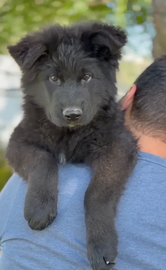 Zephyr Royal Tribes K9 ( Male)