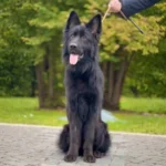 COLA z Siedliska Tim German Shepherd dam coat detail photo 03 for Royal Tribes K9 pedigree content
