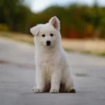 Yara White Long Coat German Shepherd Puppy puppy profile image 05 by Royal Tribes K9