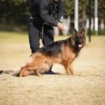 Lexi RTK9 Team German Shepherd dam puppy profile image 05 for Royal Tribes K9 pedigree content