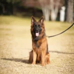 Lexi RTK9 Team German Shepherd dam clean website photo 06 for Royal Tribes K9 pedigree content