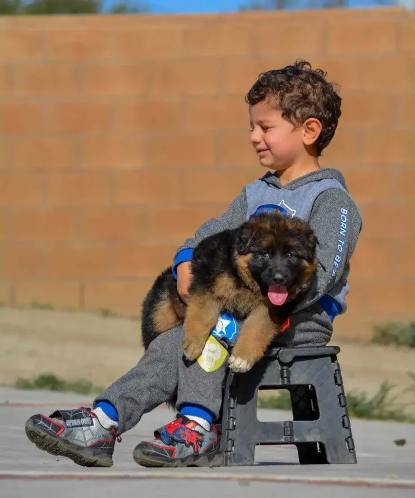 Child Holding A Long Hair German Shepherd Puppy German Shepherd puppy image by Royal Tribes K9 1270 in Santa Barbara