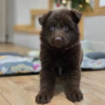 Suczka ( Female ) ( imported ) Full Liver (Chocolate) Long Coat German Shepherd Puppy gallery image 02 by Royal Tribes K9