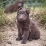 Vesper ( Female ) (imported) Full Liver (Chocolate) Long Coat German Shepherd Puppy gallery image 02 by Royal Tribes K9