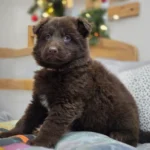 Suczka ( Female ) ( imported ) Full Liver (Chocolate) Long Coat German Shepherd Puppy coat detail photo 03 by Royal Tribes K9