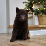 Vega ( Female ) (imported) Full Liver (Chocolate) Long Coat German Shepherd Puppy gallery image 02 by Royal Tribes K9