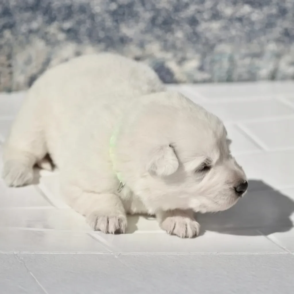 German Shepherd puppies for sale in Long Beach - Mila ( Female) Full White Long Coat German Shepherd Puppy gallery image 02