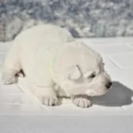 Mila ( Female) Full White Long Coat German Shepherd Puppy gallery image 02 by Royal Tribes K9